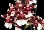 In Spikes - Fragrant Oncidium Heaven Scent ‘Redolence’ (3.5” Pot) - Image 2