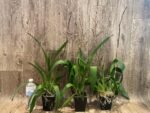 Double Spikes Odontocidium Wildcat ‘Golden Red Star’ (3.5” Pot) - Image 3