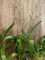 Double Spikes Odontocidium Wildcat ‘Golden Red Star’ (3.5” Pot) - Image 6