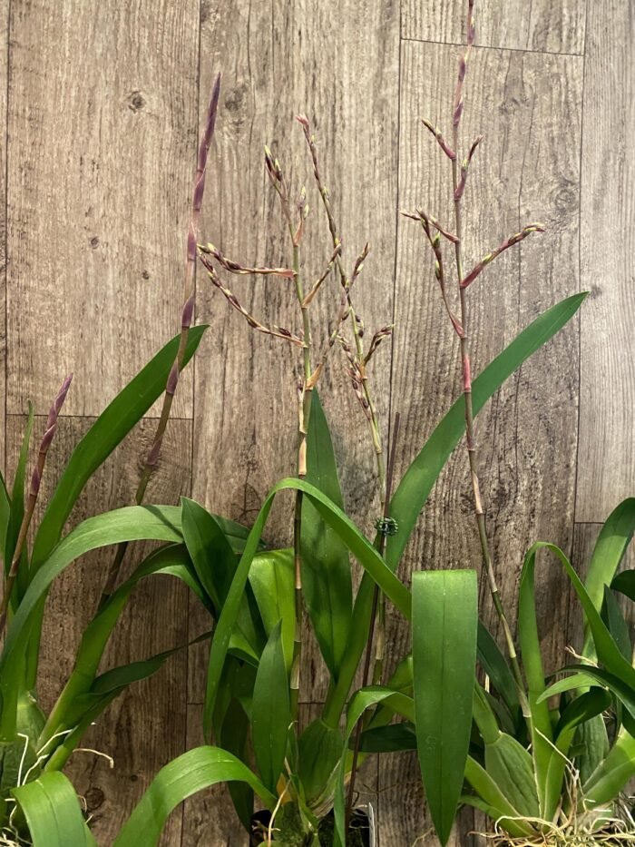 Double Spikes Odontocidium Wildcat ‘Golden Red Star’ (3.5” Pot) - Image 6