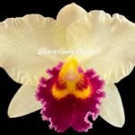 Blc. Lisa Taylor Gallis (3.5” Pot)