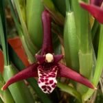 Maxillaria tenuifolia (Sweet Coconut Fragrance)