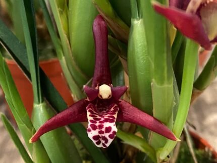 In Buds Fragrant - Maxillaria tenuifolia 'Haupia' (Sweet Coconut Fragrance) (Multi-Growths 3” pot)