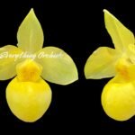 2 Paphiopedilum armeniacum In Bloom (2” pot)