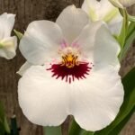 Double Spikes Miltoniopsis Nirav Savalia ‘Brilliant’ (3.5" pot)