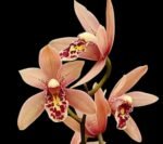 Cymbidium Miss Saigon 'Yamato’ 3 Plugs Per Pot