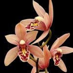 Cymbidium Miss Saigon 'Yamato’ 3 Plugs Per Pot