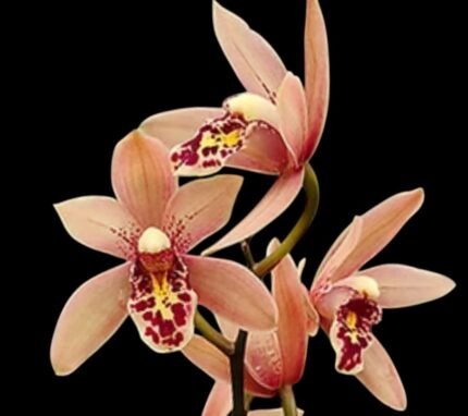Cymbidium Miss Saigon 'Yamato’ 3 Plugs Per Pot