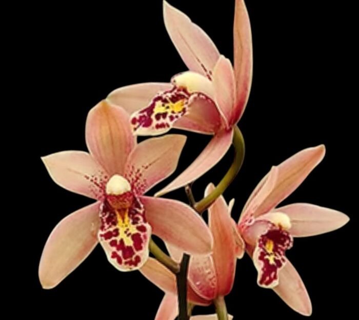 Cymbidium Miss Saigon 'Yamato’ 3 Plugs Per Pot - Image 1