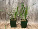 Cymbidium Miss Saigon 'Yamato’ 3 Plugs Per Pot - Image 4