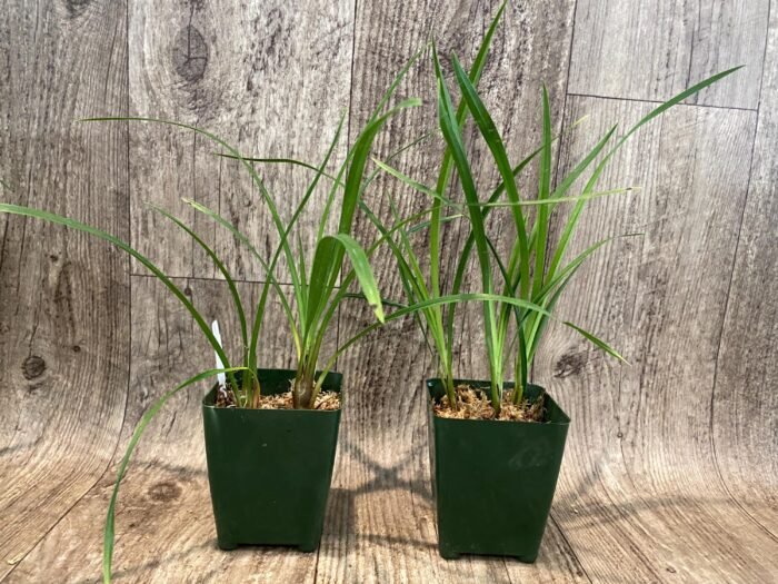 Cymbidium Miss Saigon 'Yamato’ 3 Plugs Per Pot - Image 4