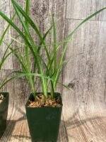 Cymbidium Miss Saigon 'Yamato’ 3 Plugs Per Pot - Image 6