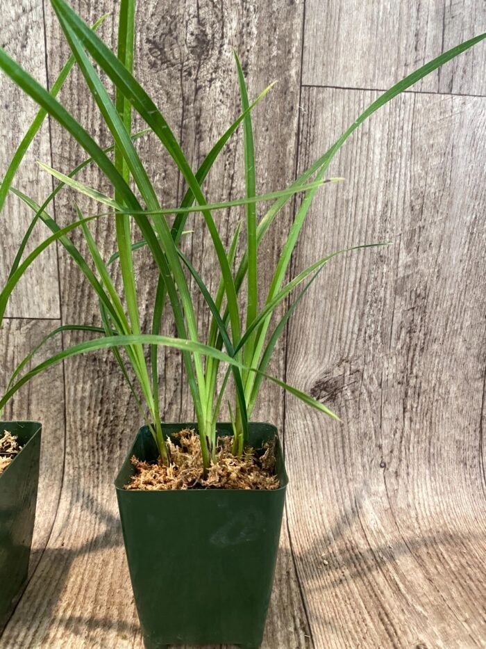 Cymbidium Miss Saigon 'Yamato’ 3 Plugs Per Pot - Image 6
