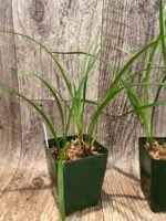 Cymbidium Miss Saigon 'Yamato’ 3 Plugs Per Pot - Image 7