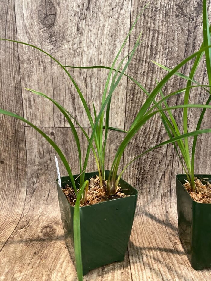 Cymbidium Miss Saigon 'Yamato’ 3 Plugs Per Pot - Image 7