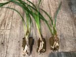 Cymbidium Miss Saigon 'Yamato’ 3 Plugs Per Pot - Image 3
