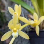 Cymbidium Hanalei alba x sib (3.5” pot)