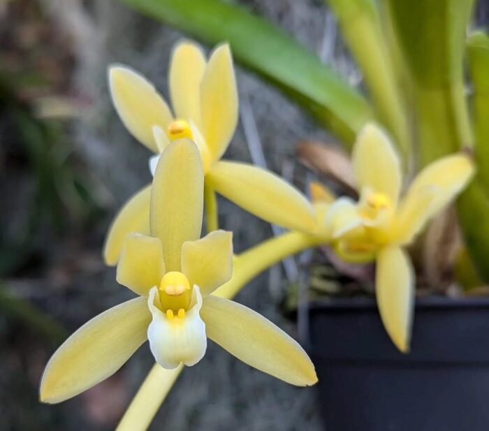 Cymbidium Hanalei alba x sib (3.5” pot) - Image 1