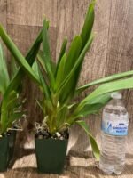 Oncostelopsis Fran's Jewels (3.5” pot) - Image 6