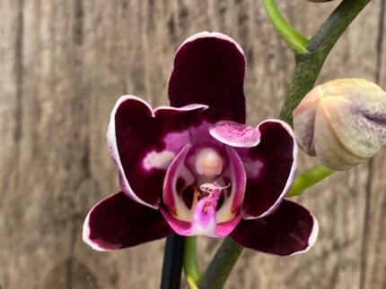 Double Spikes Phalaenopsis Fantastic Choco (3.5” Pot)