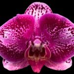 Double Spikes Phalaenopsis Chiada Carnelian “1621” (4.5" pot)