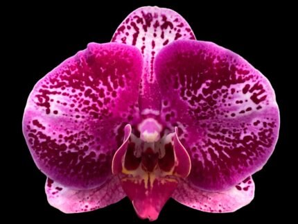 Double Spikes Phalaenopsis Chiada Carnelian “1621” (4.5" pot)