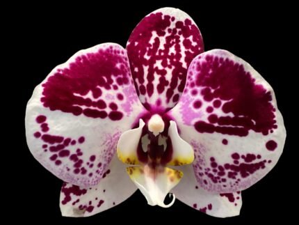 Double Spikes Phalaenopsis I-Hsin Stacy (4.5" pot)