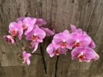 Double Spikes Phalaenopsis New Hybrid Novelty NOID (3.5" pot) - Image 7