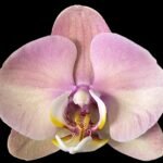 Phalaenopsis I-Hsin Milky River