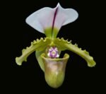 Paph. spicerianum x sib Multi-Growths (2” pot)