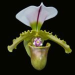Paph. spicerianum x sib Multi-Growths (2” pot)