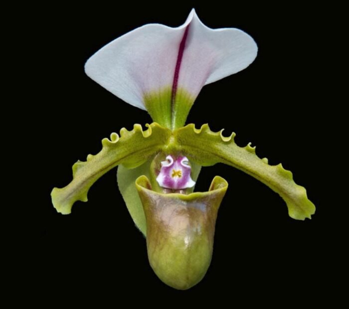 Paph. spicerianum x sib Multi-Growths (2” pot) - Image 1