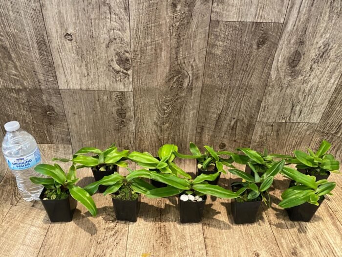 Paph. spicerianum x sib Multi-Growths (2” pot) - Image 3