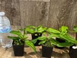 Paph. spicerianum x sib Multi-Growths (2” pot) - Image 4