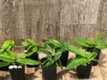 Paph. spicerianum x sib Multi-Growths (2” pot) - Image 5
