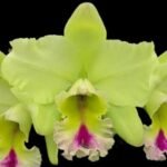 Fragrant Rhyncholaeliocattleya Magic Meadow 'Napoleon' NBS (2.75” Pot)