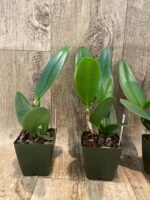 Fragrant Rhyncholaeliocattleya Magic Meadow 'Napoleon' NBS (2.75” Pot) - Image 5