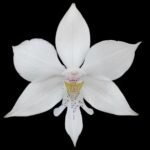 Caularthron bicornutum × self (3.5” Pot)