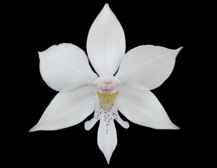 Caularthron bicornutum × self (3.5” Pot) - Image 1