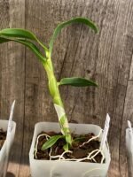 Caularthron bicornutum × self (3.5” Pot) - Image 5