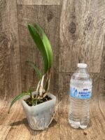 Cattleya Fire Magic (C. Fire Fantisy x C. Tokyo Magic) (3.5” pot) - Image 2