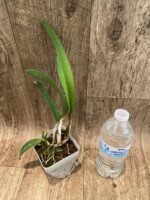 Cattleya Fire Magic (C. Fire Fantisy x C. Tokyo Magic) (3.5” pot) - Image 3