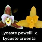 Lycaste powellii × Lycaste cruenta (3.5” pot)