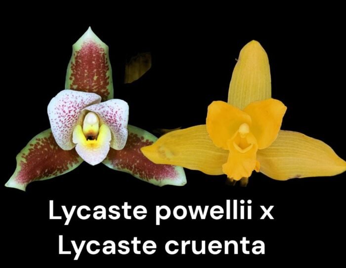 Lycaste powellii × Lycaste cruenta (3.5” pot) - Image 1