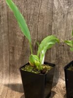 Lycaste powellii × Lycaste cruenta (3.5” pot) - Image 4