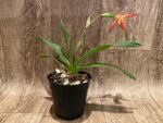 In Bloom Phrag. Millbrook (besseae x Nicolle Tower) (4.5" pot) - Image 4