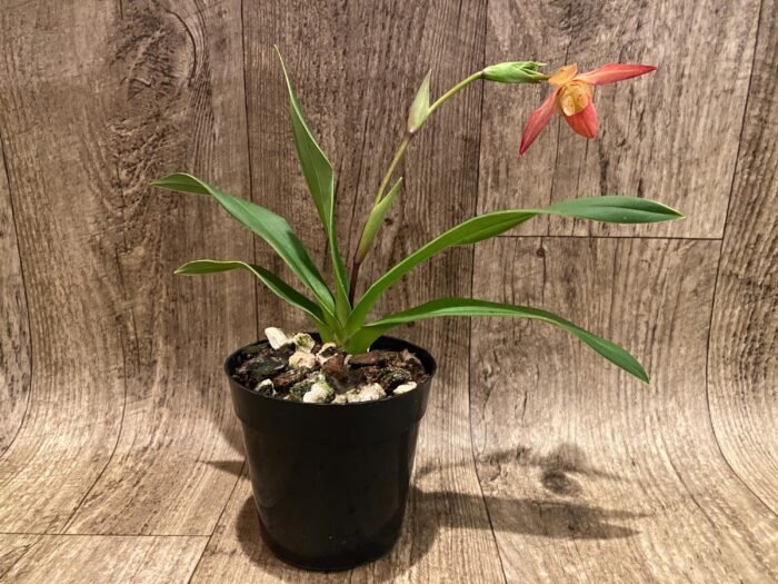 In Bloom Phrag. Millbrook (besseae x Nicolle Tower) (4.5" pot) - Image 4