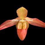 In Bloom Phrag. Millbrook (besseae x Nicolle Tower) (4.5" pot)