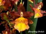 Very Tall Spike - Ons. Catatante ‘Los Robles’ (3.5” pot)