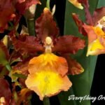 Very Tall Spike - Ons. Catatante ‘Los Robles’ (3.5” pot)